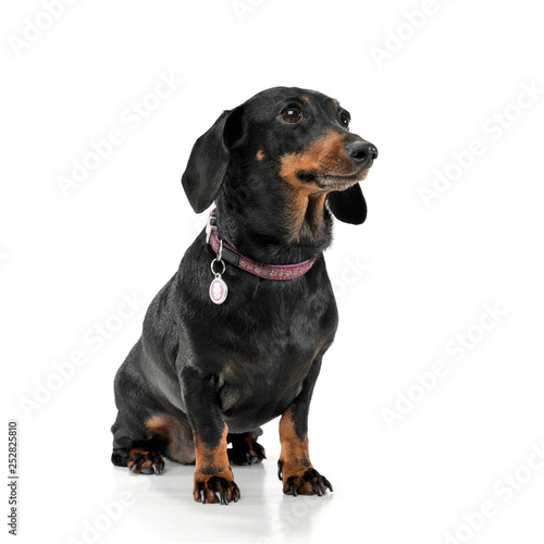 An adorable short haired Dachshund sitting on white background.