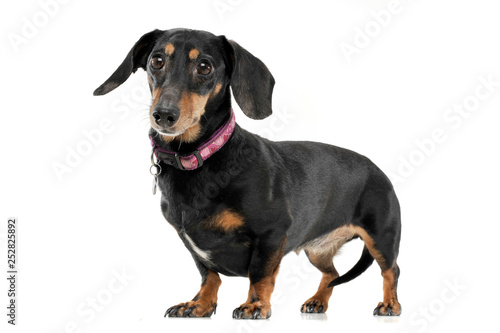 An adorable short haired Dachshund looking curiously at the camera