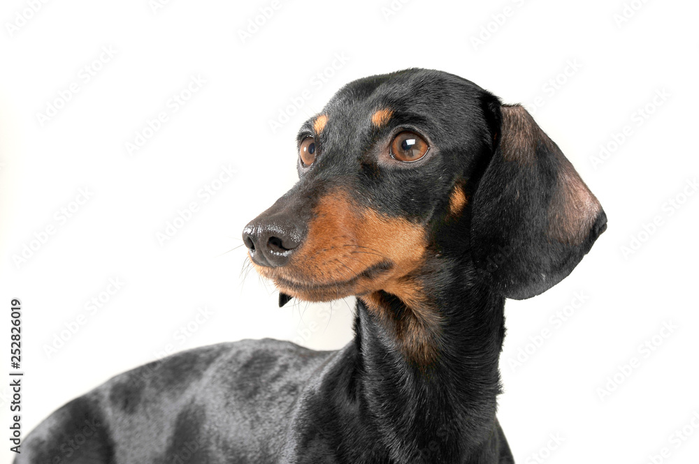 Studio shot of an adorable short haired Dachshund looking curiously