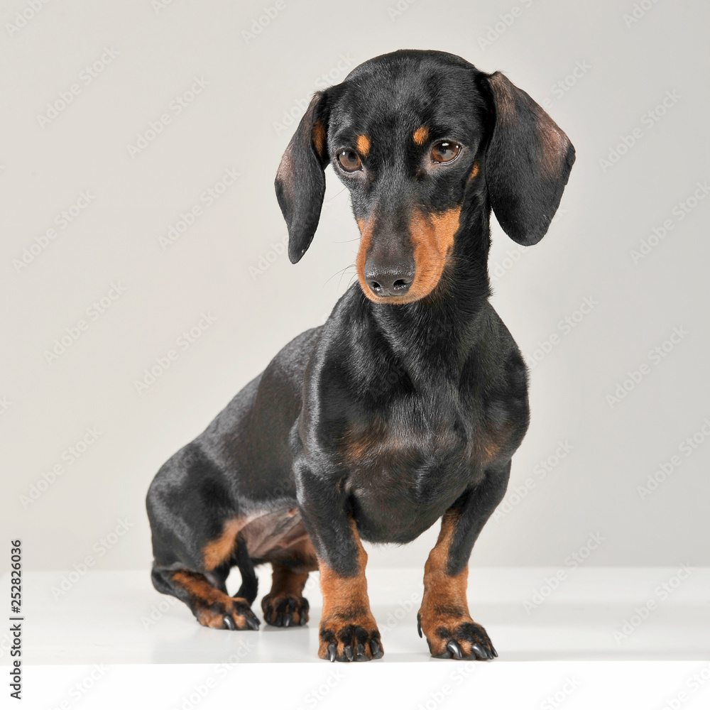 Studio shot of an adorable short haired Dachshund looking sad Studio shot of an adorable short haired Dachshund looking sad