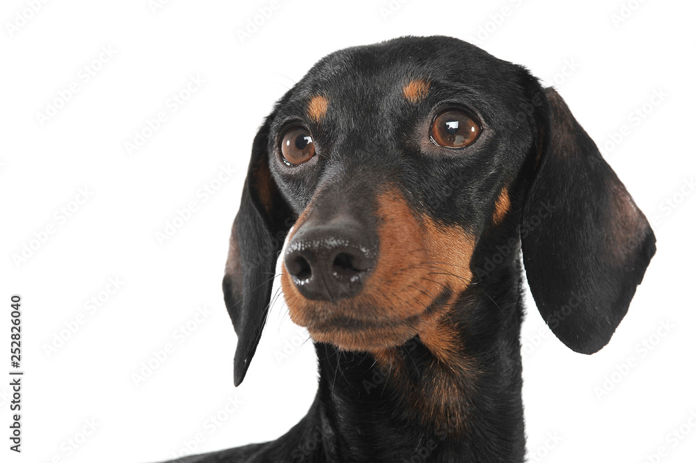 Portrait of an adorable short haired Dachshund looking curiously Portrait of an adorable short haired Dachshund looking curiously