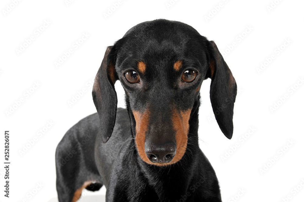 Portrait of an adorable short haired Dachshund looking shy