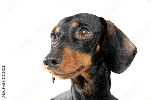 Portrait of an adorable short haired Dachshund looking curiously