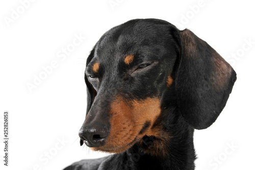 Portrait of an adorable short haired Dachshund looking sleepy