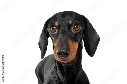 Portrait of an adorable short haired Dachshund looking curiously at the camera
