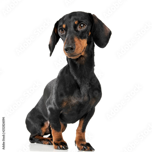 An adorable short haired Dachshund sitting on white background © kisscsanad