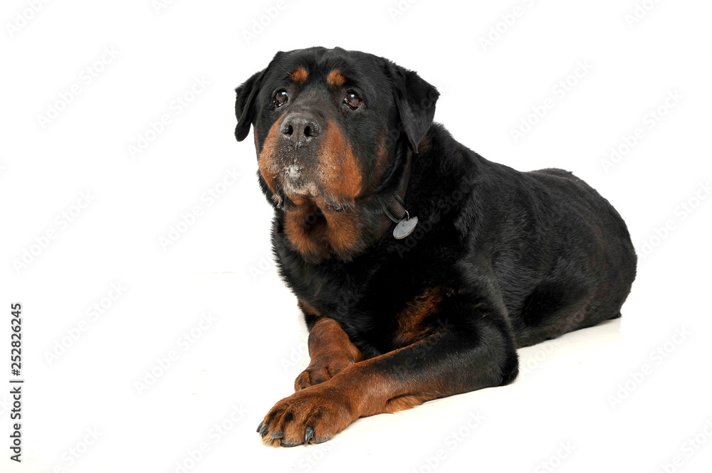 Studio shot of an adorable Rottweiler looking curiously at the camera Studio shot of an adorable Rottweiler looking curiously at the camera