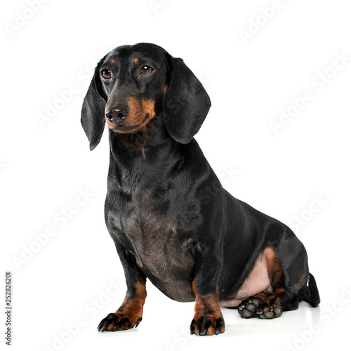 An adorable short haired Dachshund sitting on white background