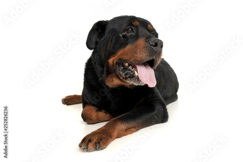 Studio shot of an adorable Rottweiler lying on white background