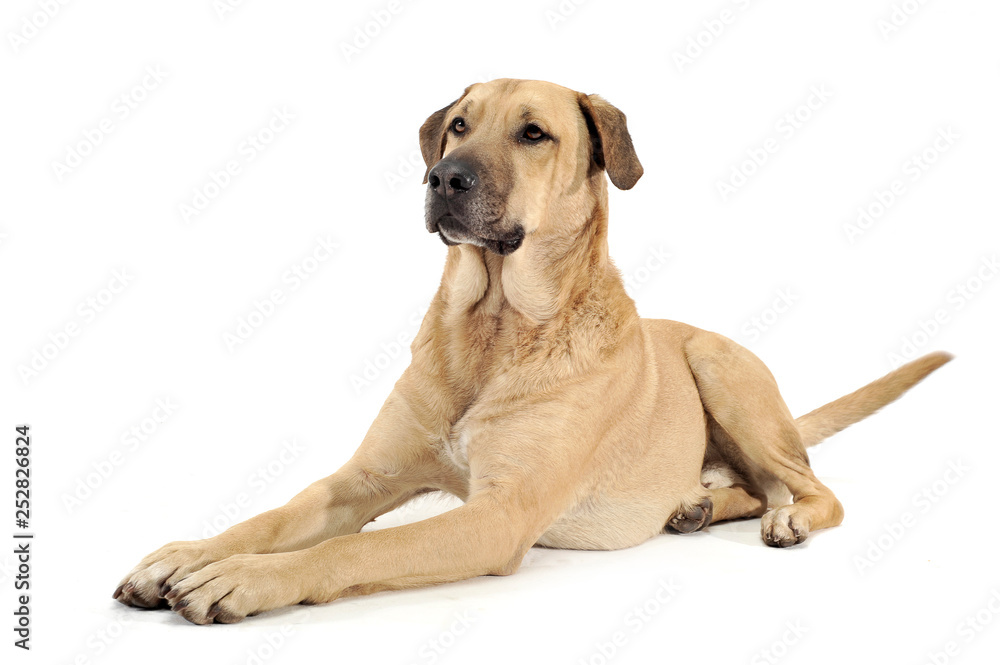 An adorable mixed breed dog lying on white background An adorable mixed breed dog lying on white background