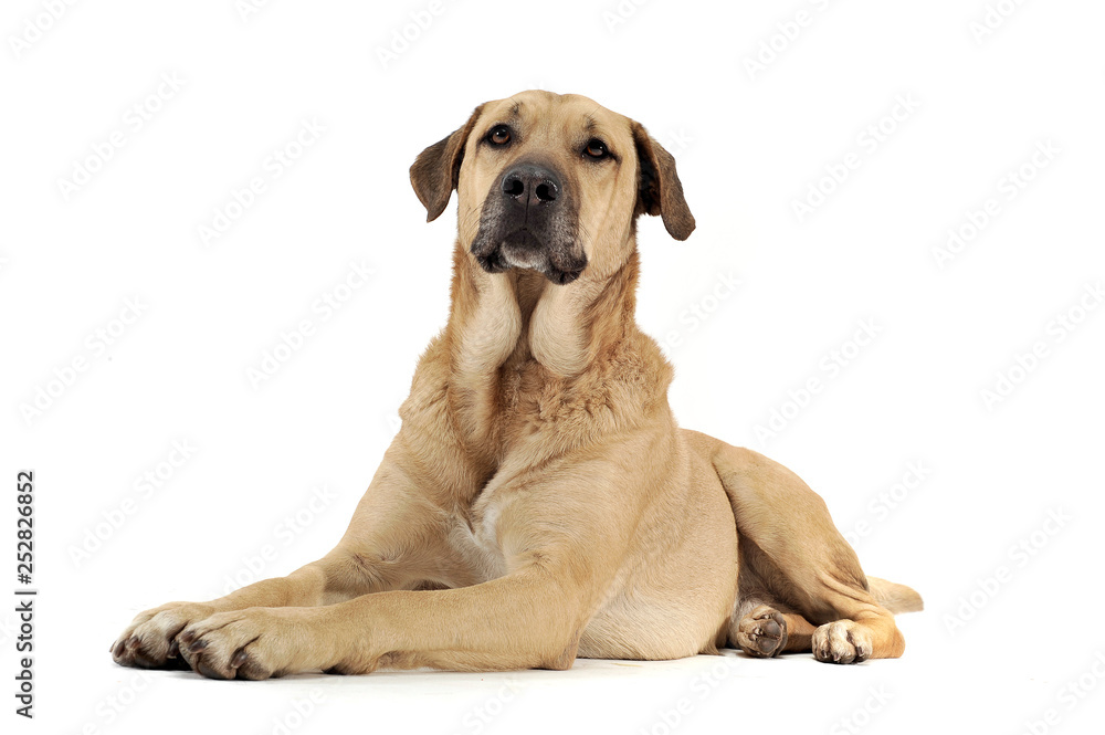 An adorable mixed breed dog lying on white background