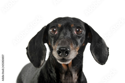 An adorable short haired Dachshund looking curiously at the camera © kisscsanad