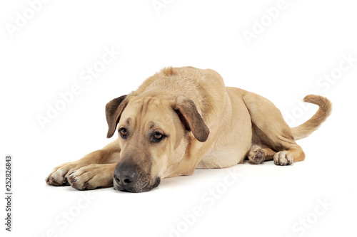 An adorable mixed breed dog lying sadly on white background