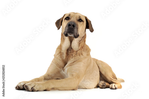 An adorable mixed breed dog lying on white background