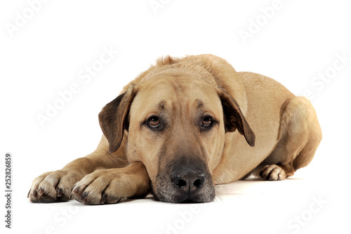 An adorable mixed breed dog lying sadly on white background