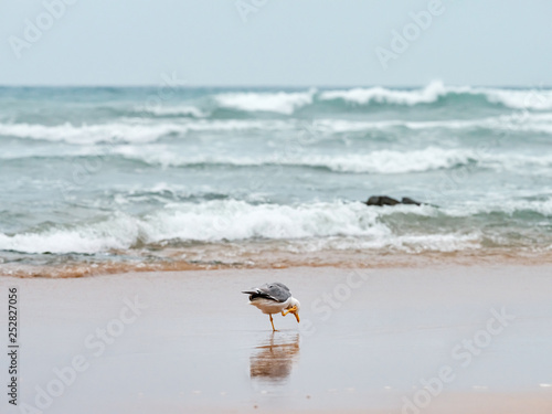 seagull at the beach in Vila Do Bispo © trattieritratti