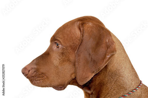 Portrait of an adorable magyar vizsla looking curiously