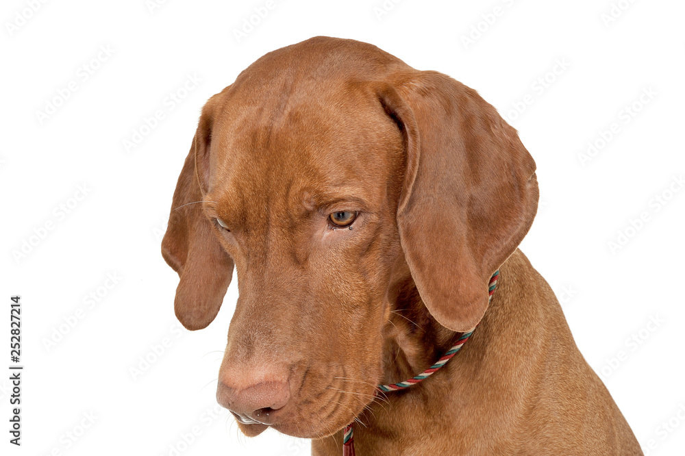 Portrait of an adorable magyar vizsla looking down sadly Portrait of an adorable magyar vizsla looking down sadly