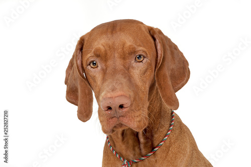 An adorable magyar vizsla looking sadly at the camera