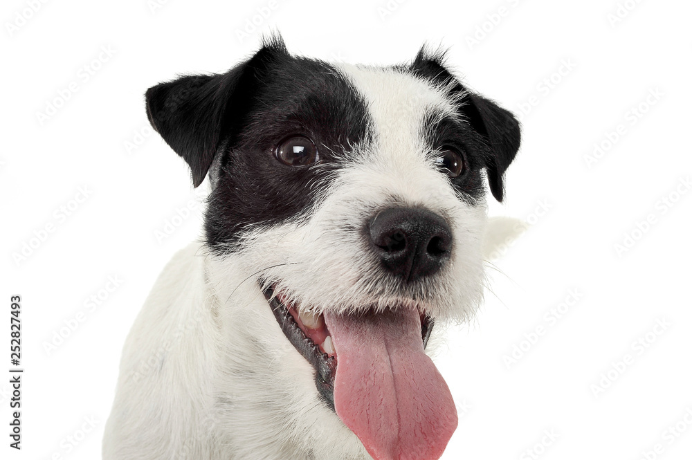 An adorable Parson Russell Terrier looking happy at the camera