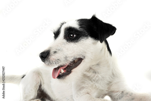 An adorable Parson Russell Terrier lying on white background