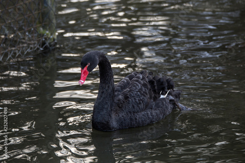 Black swan with red beak swims outside