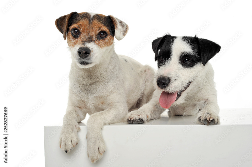 Studio shot of two adorable Parson Russell Terrier lying on a cube