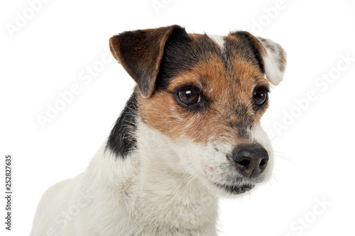 Portrait of an adorable Parson Russell Terrier looking seriously