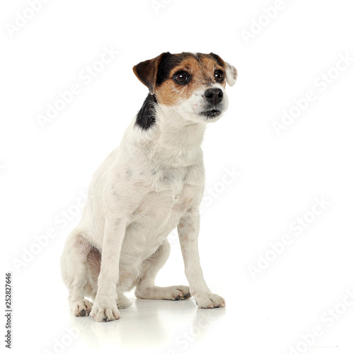 An adorable Parson Russell Terrier sitting on white background © kisscsanad