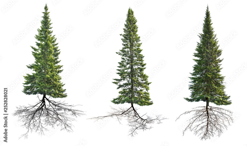 three dark green isolated firs with roots