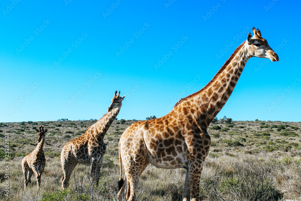 Obraz premium Three giraffes a mother an two of her young ones in the Savannah of South Africa