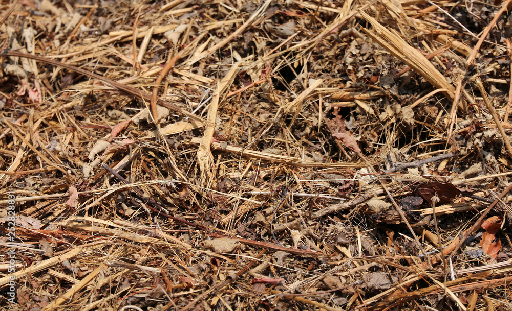 dried straws and brambles dried straws and brambles