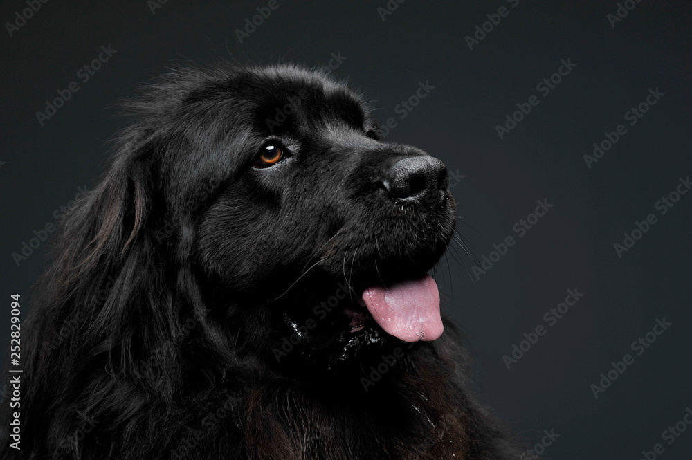 Beautiful Newfoundland dog portrait  in a dark photo studio