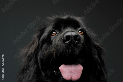 Beautiful Newfoundland dog portrait  in a dark photo studio © kisscsanad