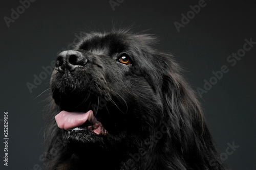 Beautiful Newfoundland dog portrait  in a dark photo studio photo