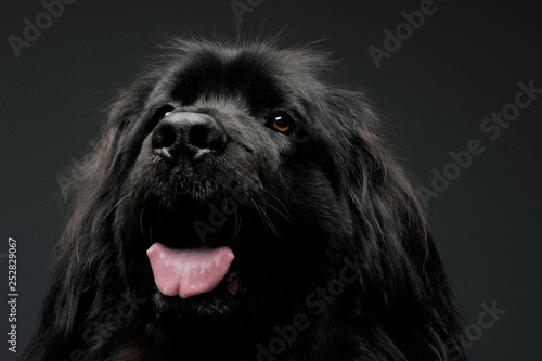 Beautiful Newfoundland dog portrait in a dark photo studio