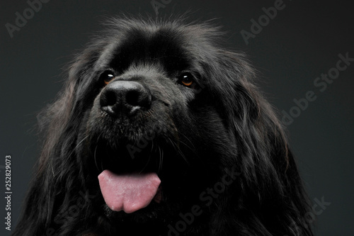 Beautiful Newfoundland dog portrait in a dark photo studio
