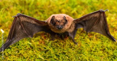 Mammals naturally capable of true and sustained flight. Bat emit ultrasonic sound to produce echo. Bat detector. Dummy of wild bat on grass. Ugly bat. Wild nature. Forelimbs adapted as wings