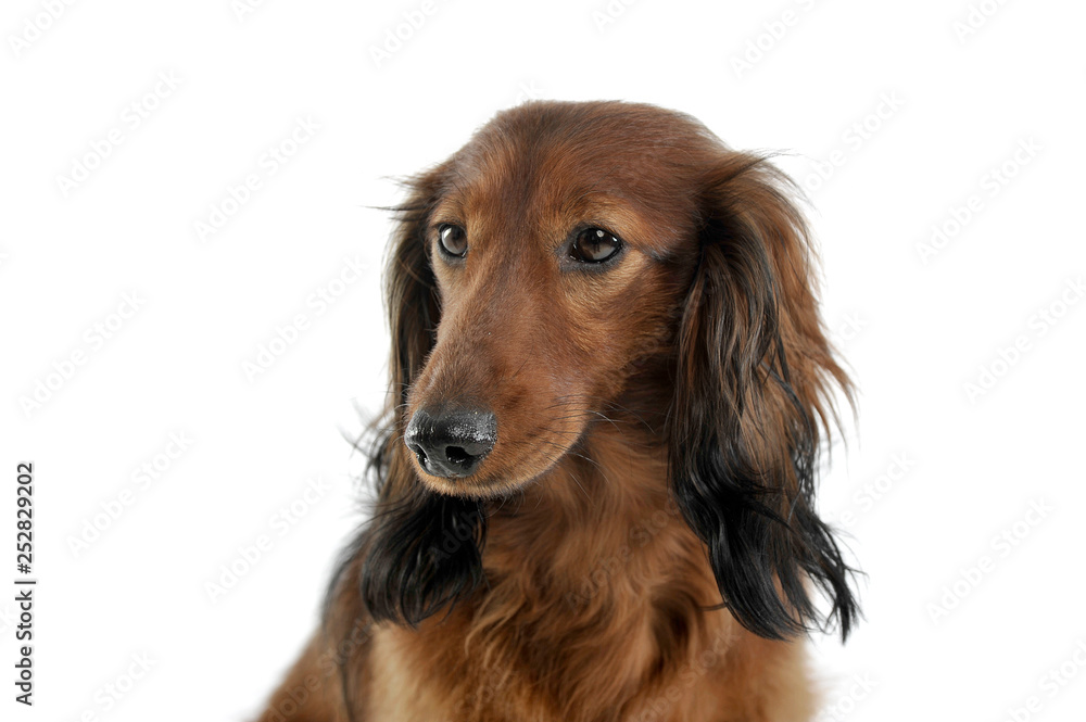 Fototapeta premium long haired red Dachshund in a white studio