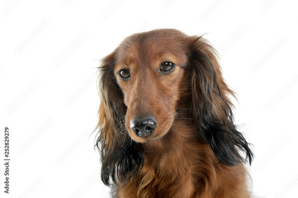 long haired red Dachshund in a white studio