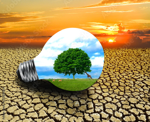 The forest and the trees are in the light. Concepts of environmental conservation and global warming plant growing inside lamp bulb over dry soil in saving earth concept 
