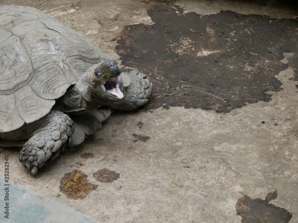 Obraz premium リクガメ エミスムツアシガメ