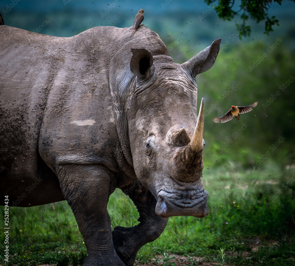 Fototapeta premium rhino