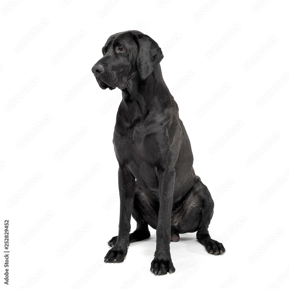 mixed breed ridgebak sitting in a white studio mixed breed ridgebak sitting in a white studio