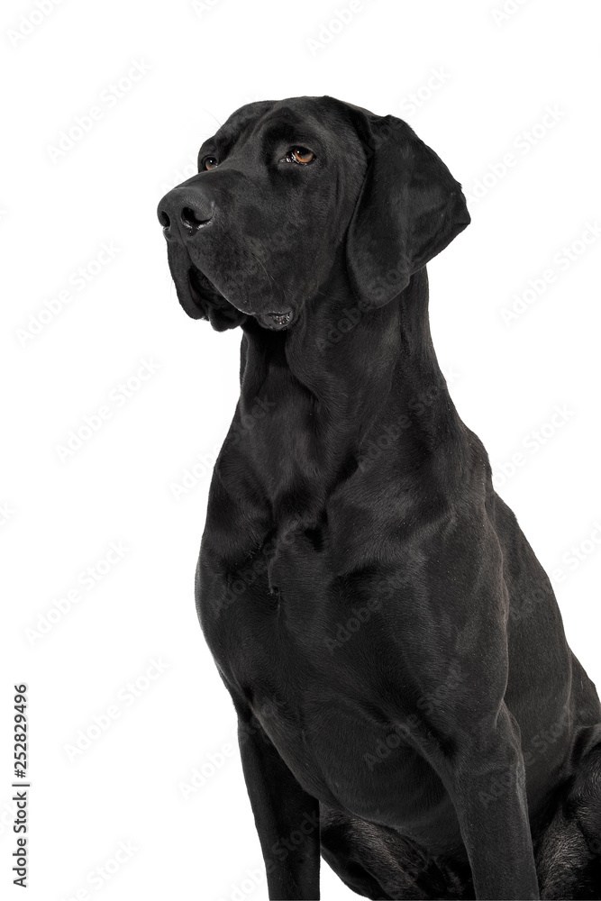 Fototapeta premium mixed breed ridgebak sitting in a white studio