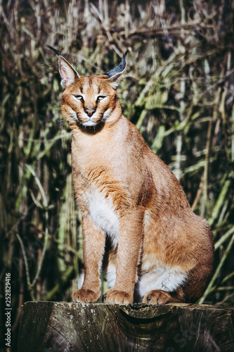 Portrait d'un caracal