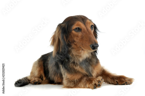long haired red Dachshund in a white studio © kisscsanad