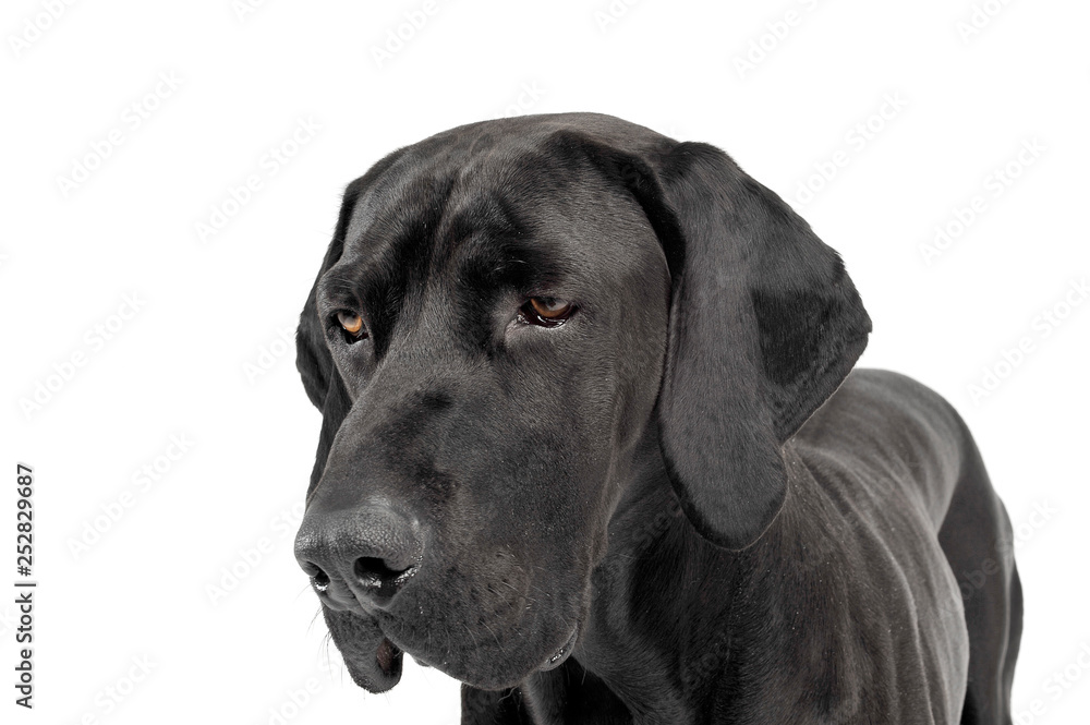mixed breed ridgebak in a white studio