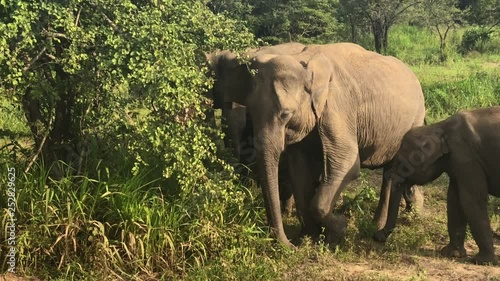 Wild elephants eating grass, Hurulu Eco Park, Sri Lanka.Hurulu Eco Park is a huge area of forest, grassland and lagoons.Its home to wildlife such as leopards, elephants and crocodiles. photo