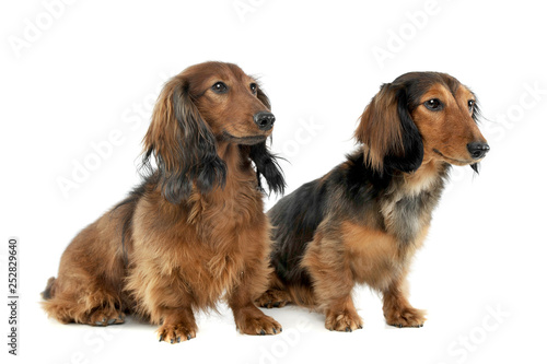 two long haired red Dachshund sitting in a white studio